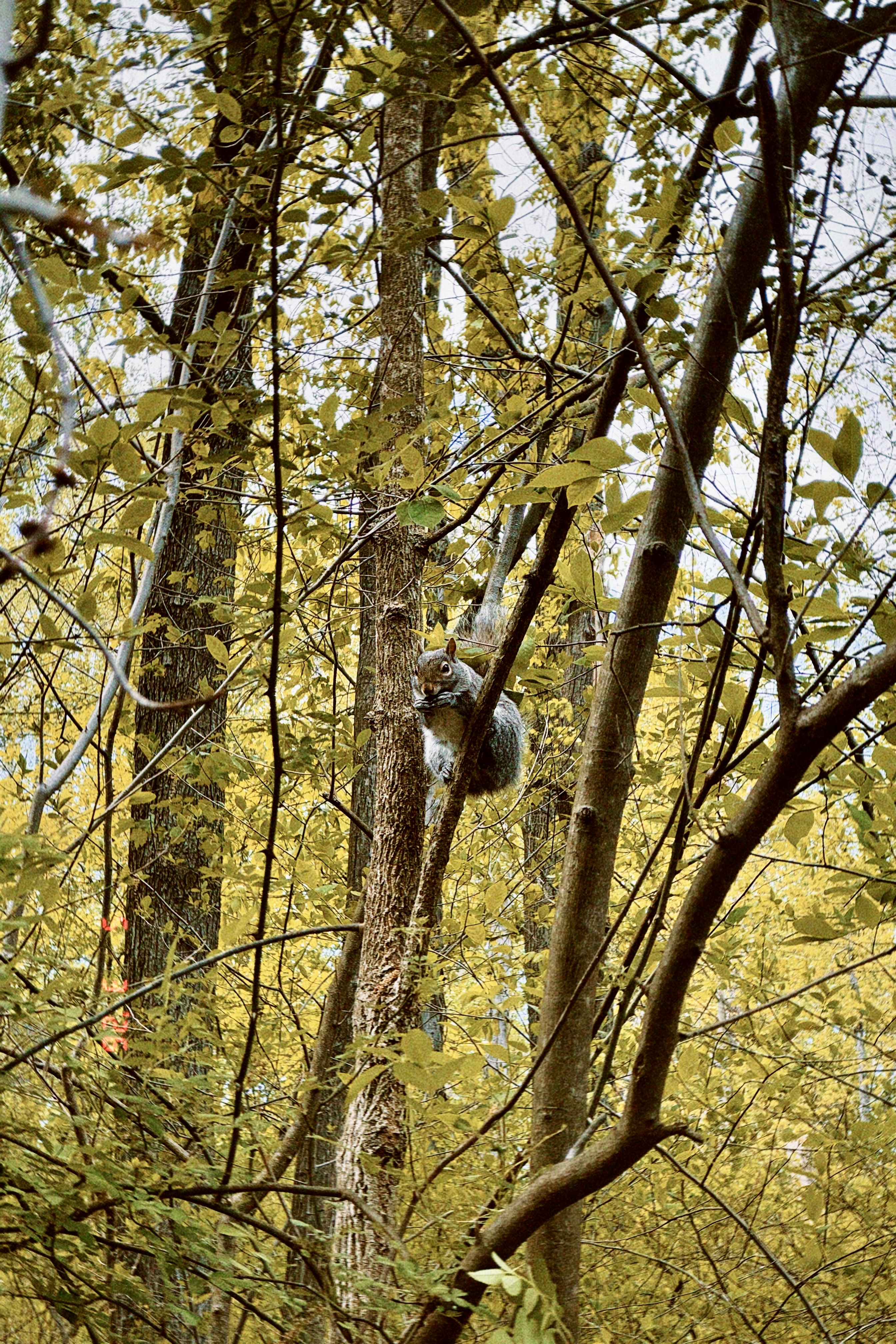 Fawzia Salahuddin, Lunch in the Leaves